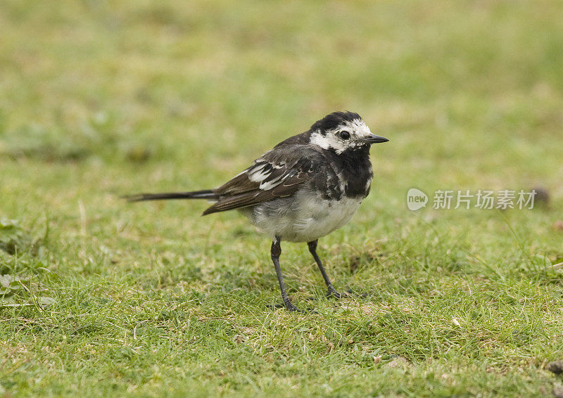 花斑鹡鸰（Motacilla alba yarelli）